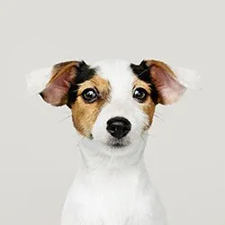 pet